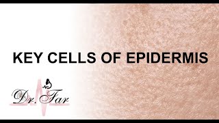 Lesson 3 Key Cells of Epidermis [upl. by Noned]