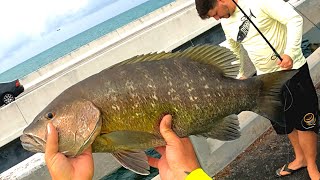 Pesca en Puentes de Florida keys los cayos con los Miembros de tecnicas de pesca y mas [upl. by Lucinda]