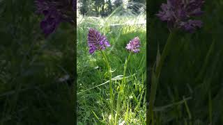 Orchis pyramidal  Anacamptis pyramidalis Short [upl. by Lovel762]