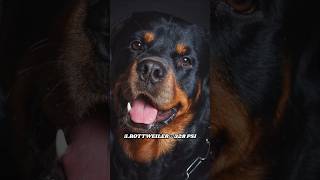 TOP 10 DOG BREEDS WITH STRONGEST BITE FORCE shorts dog [upl. by Koffler]