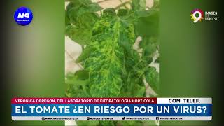 EL TOMATE ¿EN RIESGO POR UN VIRU  NOTICIERO 9 [upl. by Rosenfeld860]