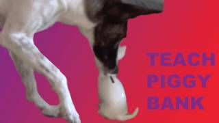 Put a coin in a piggy bank Dog Trick Tutorial  Dog Tricks by Kikopup [upl. by Rosati]