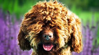 Barbet Dogs 101  Top Pros and Cons of Owning the Barbet [upl. by Dnomal]