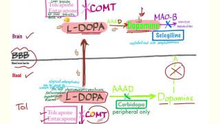 Parkinson’s Pharmacology  Neurology [upl. by Oneil64]