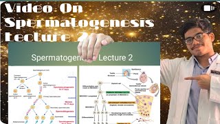 Spermatogenesis Lecture  Stages of Spermatogenesis [upl. by Docia]