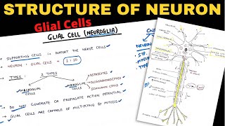 Structure of Neuron 22  Glial Cells  Nerve Muscle Physiology [upl. by Nnaarat]