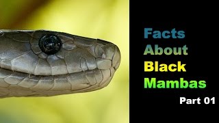 Facts About Black Mambas 01 [upl. by Bainbridge941]