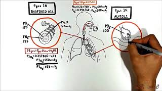 AlveolarBlood Gas Exchange [upl. by Shelden641]