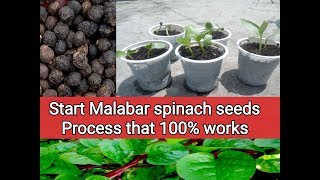 How to grow Malabar spinach from seed germinate basella Alba seeds [upl. by Aramoy]