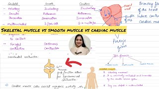 Skeletal vs Smooth vs Cardiac Muscle for MCAT DAT NEET CSIR NET Bio [upl. by Aniaj]