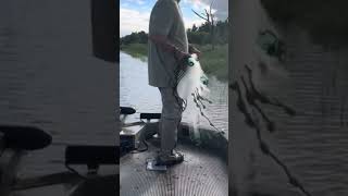 Catching shrimp Sneads Ferry North Carolina [upl. by Christmas]