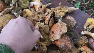 Sulillus luteus and grevillei slippery jack mushroom loved by Poles [upl. by Ynettirb]