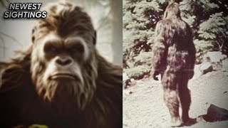 This New Bigfoot Footage PROVES They Exist [upl. by Lladnek517]