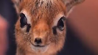 🦌Tiny but Mighty Discover DikDiks Surprising Superpowers✨ cute animal facts nature wildlife [upl. by Oilime]