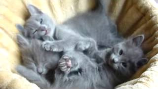 Nebelung and Russian Blue kittens 6 weeks old [upl. by Kirima]