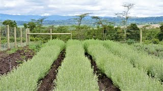 Introduction of the highly nutritious Tagasaste for increased livestock production [upl. by Cann161]