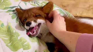 This Fox Loves Attention [upl. by Clauddetta]