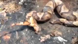 Watch Decapitated Snake Bites Itself Video Break com [upl. by Aneetak]