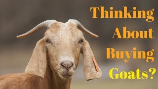 Things You Need To Know BEFORE Getting Goats [upl. by Mori495]