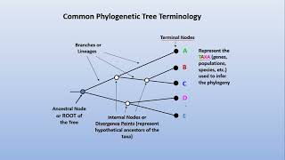 Phylogeny 1  Basic terminologies [upl. by Eceer]