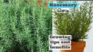 planting and growing tips for rosemary plant in potsbenefits mygarden voice in தமிழ் [upl. by Venu]