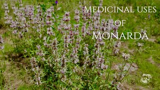 Medicinal Uses of Monarda [upl. by Kurtis]