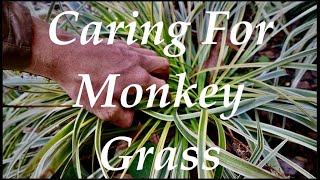 Caring For MONKEY GRASSLiriope  WHEN and HOW to Prune [upl. by Bonita870]