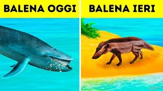 Perché Le Balene Sono Diventate Gli Animali Più Grandi Di Sempre [upl. by Baal675]