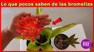 Lo que no te dicen en los viveros cuando compras una bromelia tips para sus cuidados y floración [upl. by Suivatnad607]