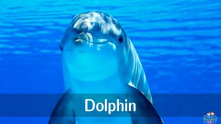 Marine animals pronunciation for children with pictures [upl. by Eugenio358]