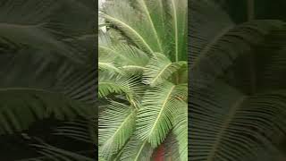 Beautiful Leaves Plants garden plant gardenlife halaman shorts ‎landscapinggardening1013 [upl. by Hecht898]