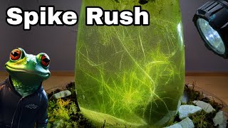 Spike Rush Nursery Nano Aquarium Setup Day 115 [upl. by Aserej]