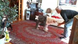 quotПервыеquot шаги собаки после инсультаquotFirstquot dogs steps after stroke [upl. by Nnylecyoj]