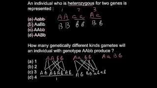 What is the difference between homozygous and heterozygous [upl. by Recnal]