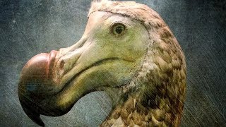 Scientists Finally Know The Real Reason Dodo Birds Went Extinct [upl. by Tacita]