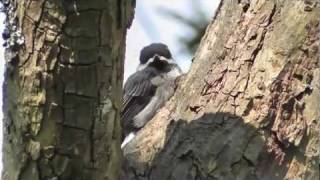 The Baby Chickadee Rescue [upl. by Eimarrej]