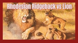 Ridgebacks vs Lions The True Story of LionHunting Dogs [upl. by Holna]