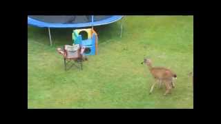 Otter Plays With Baby Deer [upl. by Snoddy639]