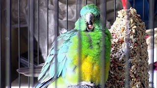 😍🦜RED RUMP PARROT CHATS AWAY LIKE THIS FOR HOURS🦜 [upl. by Skipp]