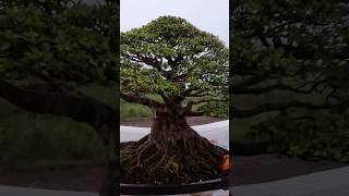 Bonsai Vicus Loa Monster Super Berat shorts Bonsai viral trending shortsviral [upl. by Nannerb]