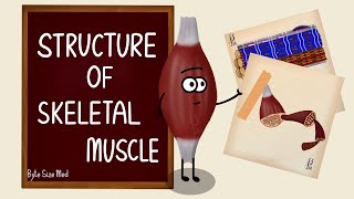 Structure of Skeletal Muscle  Skeletal Muscle Bands  Muscle Tissue  Nerve Muscle Physiology [upl. by Klinger255]