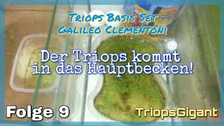 Der Triops kommt nun in das Hauptbecken  Folge 9  Triops Basis Set Galileo von Clementoni [upl. by Leesen926]