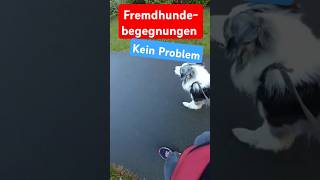 Fremdhundebegegnungen meistern 🐶💥🐶 hundeerziehung hundeerziehung [upl. by Gawlas]