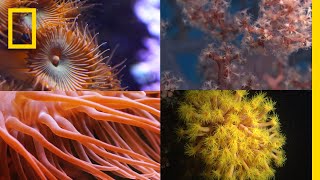 Coral Reefs 101  National Geographic [upl. by Mott]