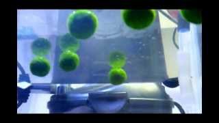 Dancing Pearling Nano Marimo [upl. by Malvie]