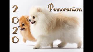 Pomeranian Kalender 2020 [upl. by Nalon]