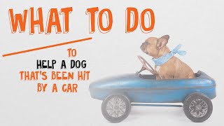 What To Do To Help A Dog Hit By A Car [upl. by Hobbs717]