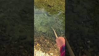 fishing naturefishing fishingtechniques fishingjourney fish fishingadventures fishingthrills [upl. by Fabrianna123]