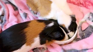 Whats the Best Water Bottle for Guinea Pigs [upl. by Johppa]