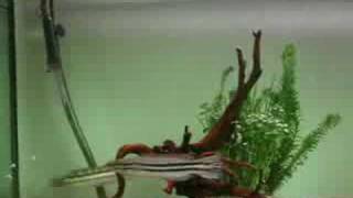 Giant Snakehead Vs Catfish the word fusepoint [upl. by Glory]